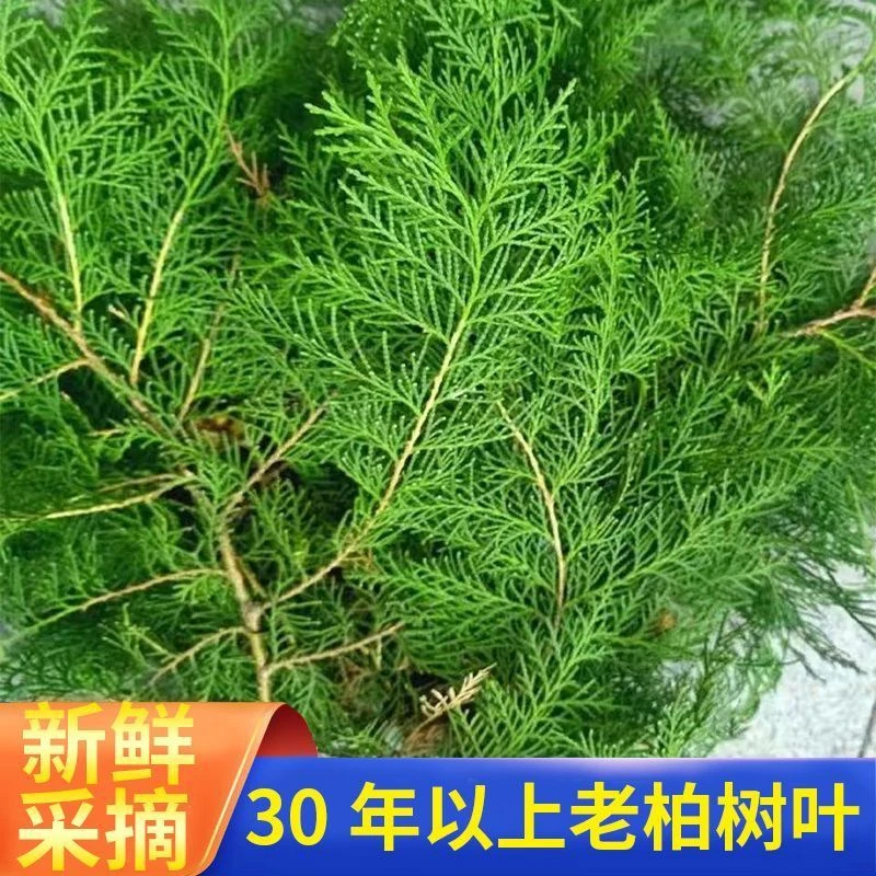 现摘野生新鲜侧柏叶扁柏叶柏树枝叶洗头发养发护法家用烟熏腊肉