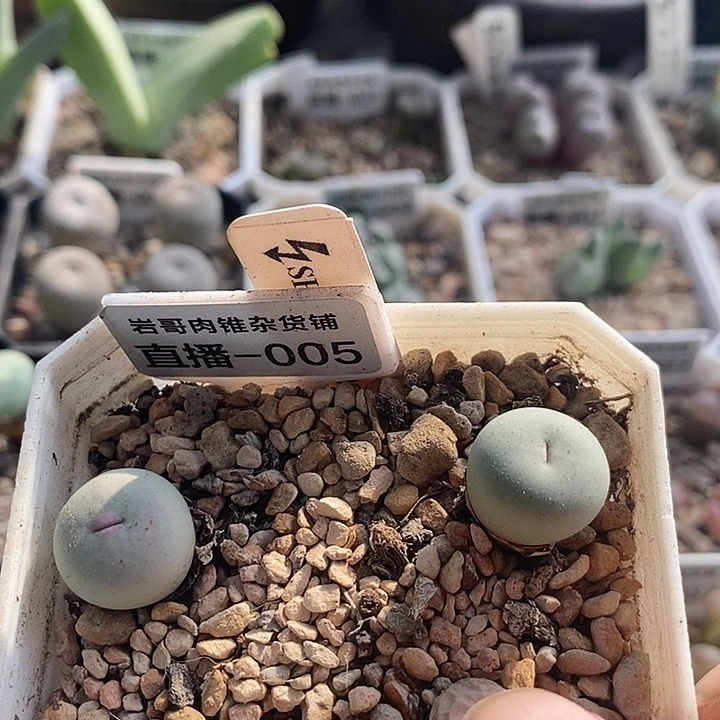 刺猬种源433V嘴一颗