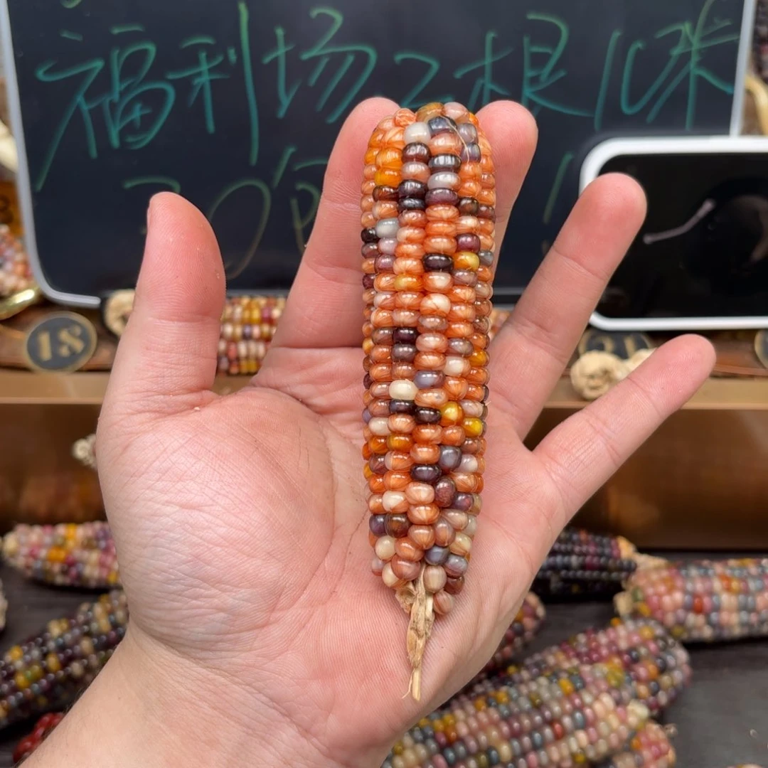 柏香籽/百香籽吊坠遗*