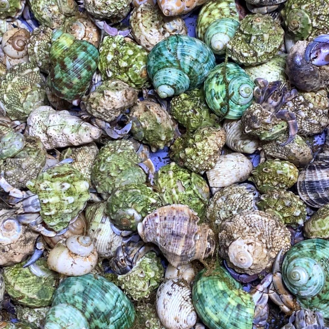 紫陆寄居蟹不包邮