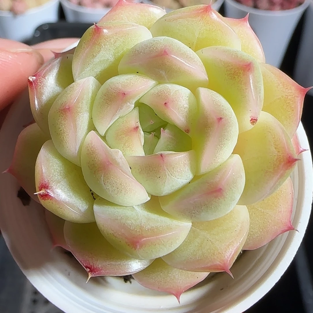 多肉1218-113麦秆麦秆