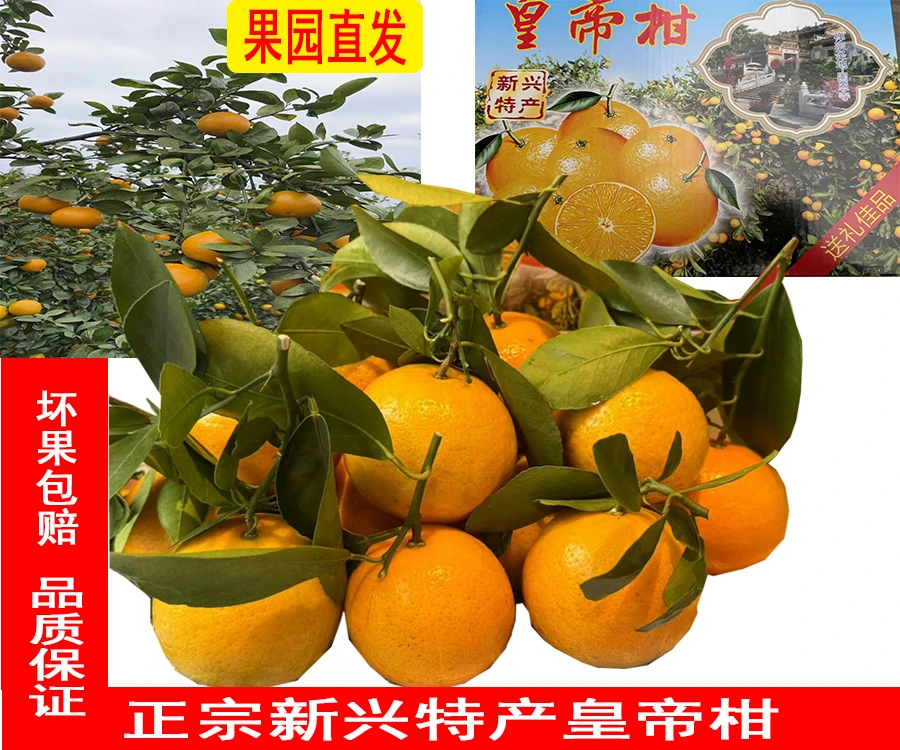 新兴特产皇帝柑果园直发