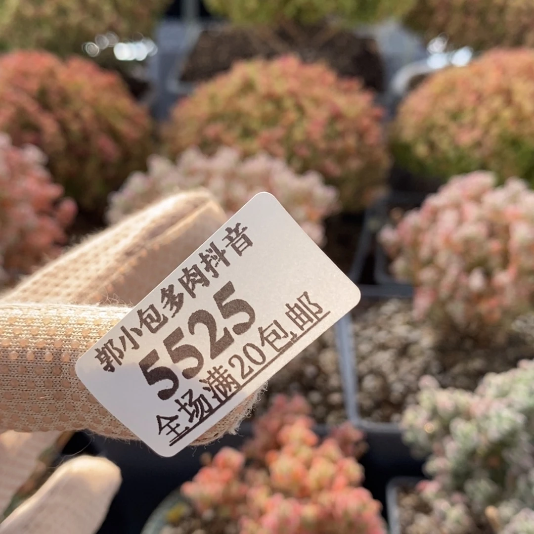 土两包5525枝干番杏