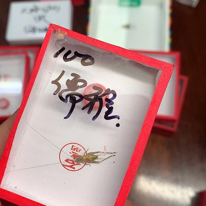 儒雅100个哈哈哈哈