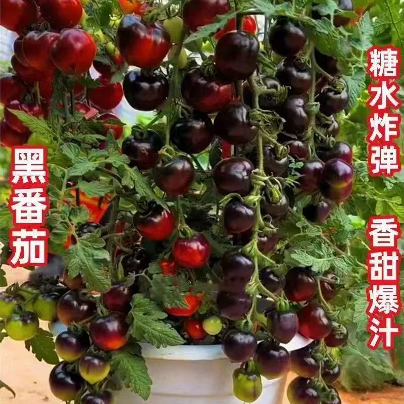 【全店满6包包邮】黑珍珠番茄种子