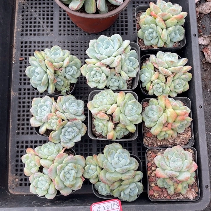 昀***3冰玉多肉七方盆一组10个泡芙1个