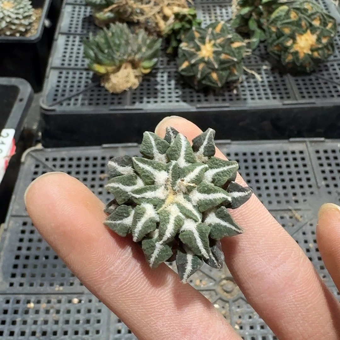 黑牡丹萝卜根3cm起发