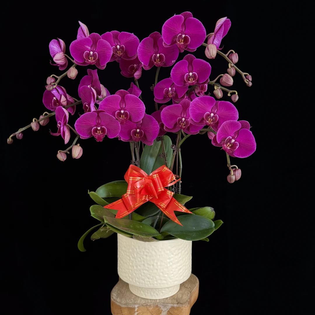 【大辣椒】红色大花型蝴蝶兰 经典年宵花耐开耐养