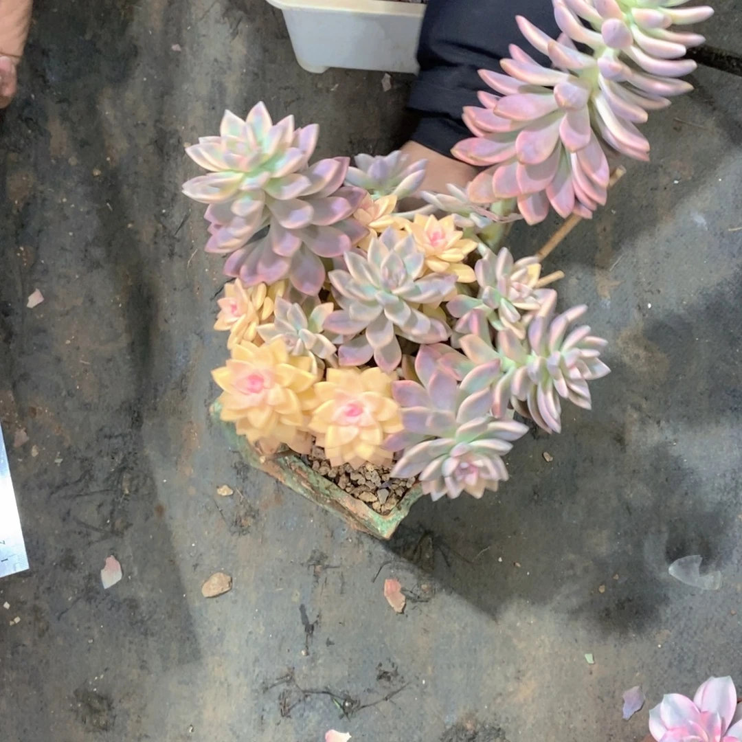 云***淡雪锦多肉植物老桩大群