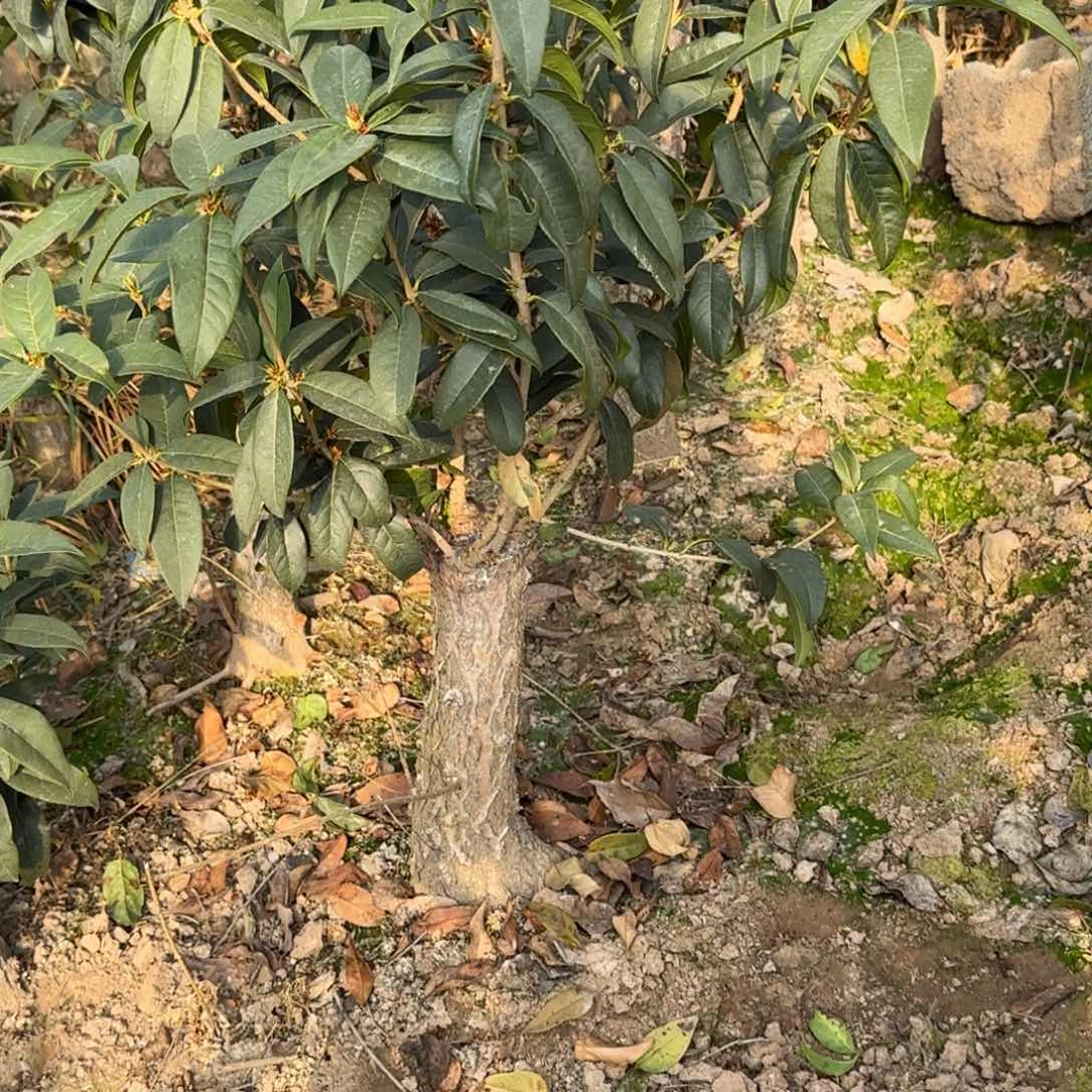 大**食桂花。四季桂系列