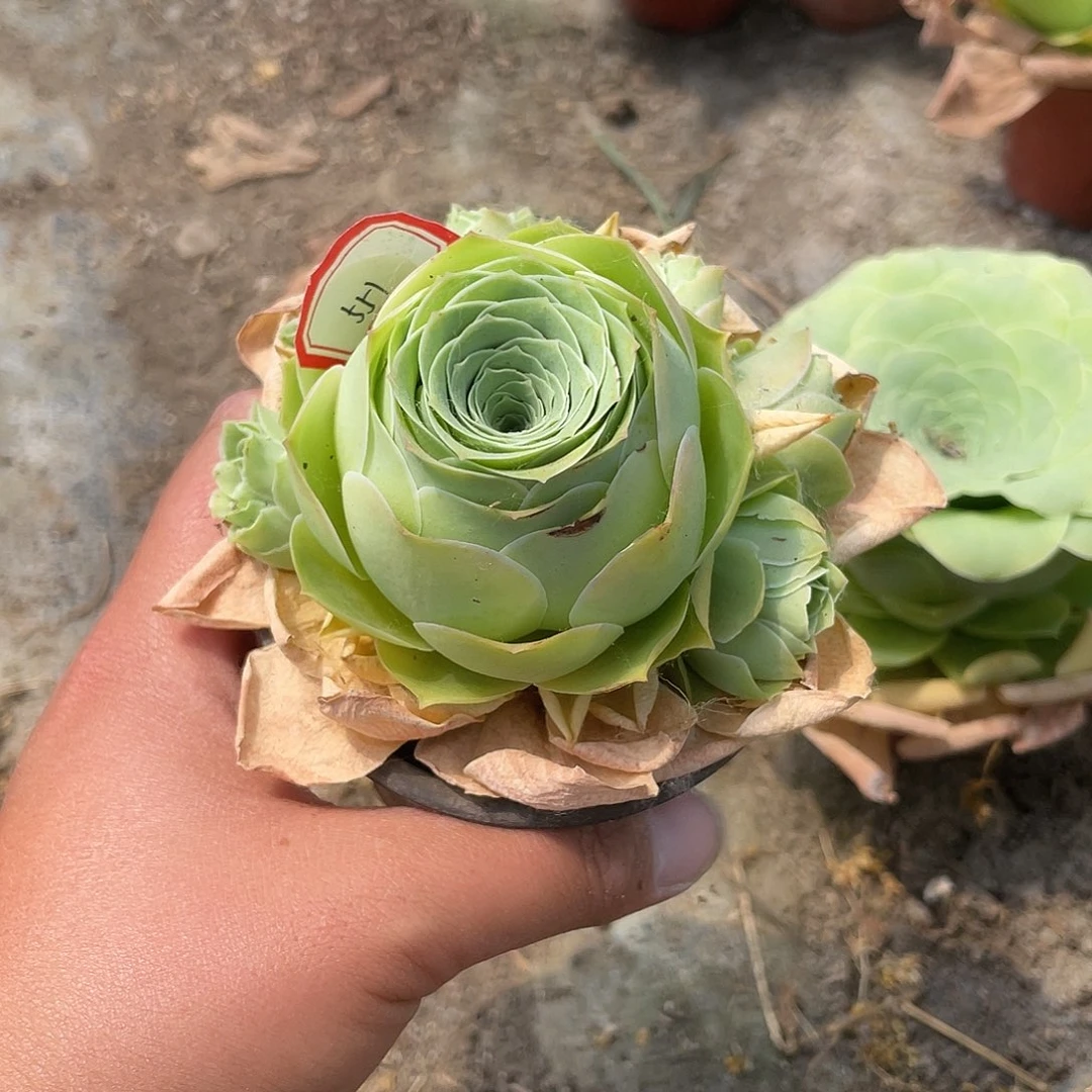 山地玫瑰女王 551