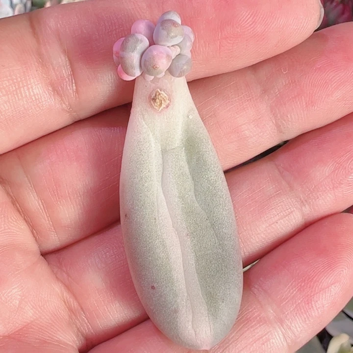 丽****?多肉植物多肉植物