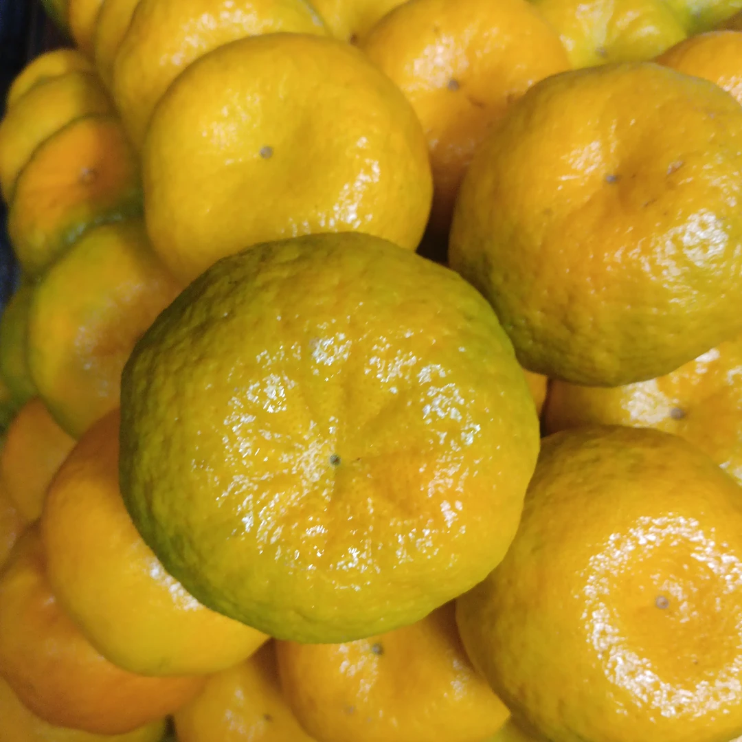 小农民在卖永春芦柑