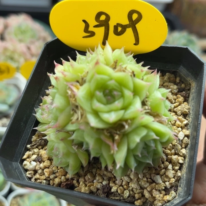 潘多拉女王捧花群3909