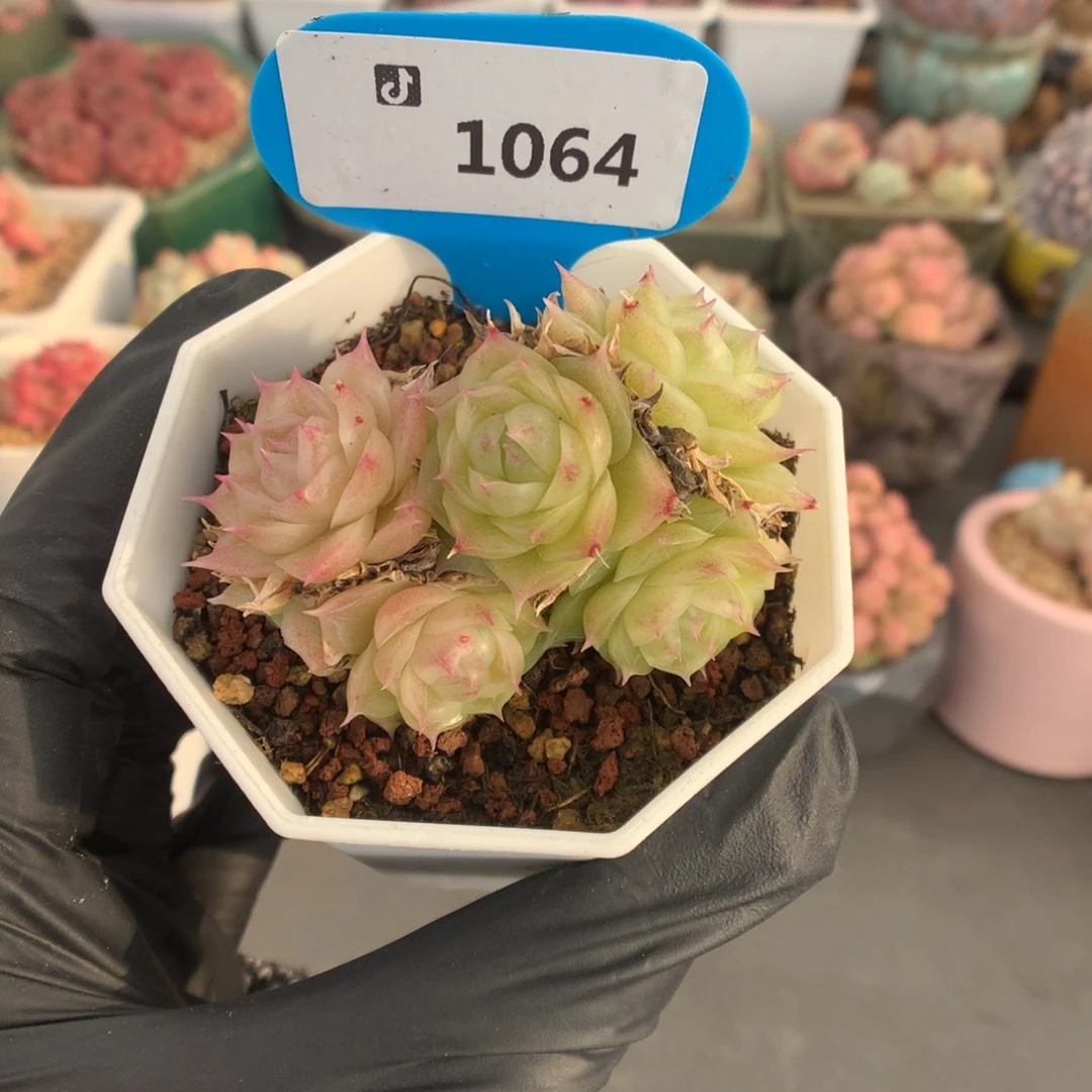 1064 潘多拉多肉多肉