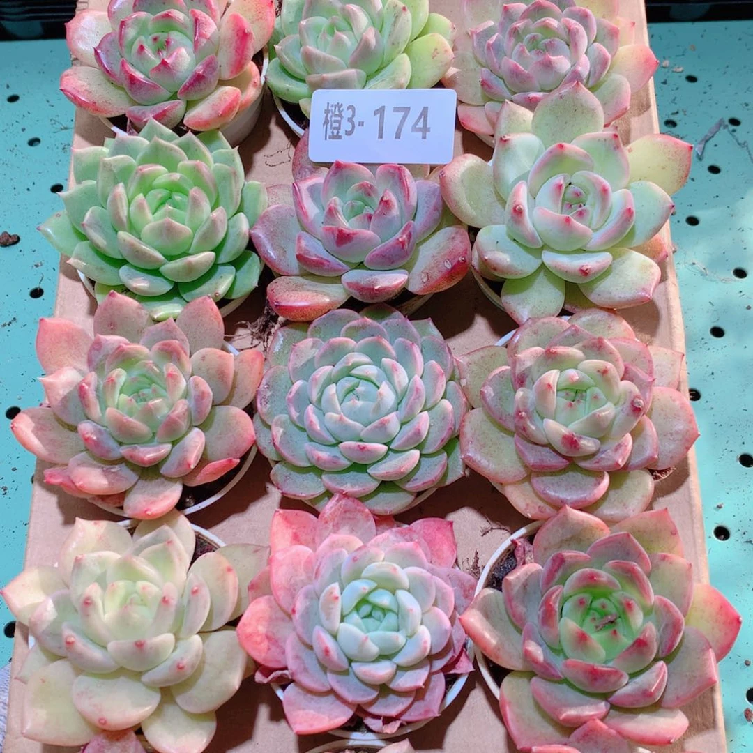 3-174一物一拍多肉带盆18颗