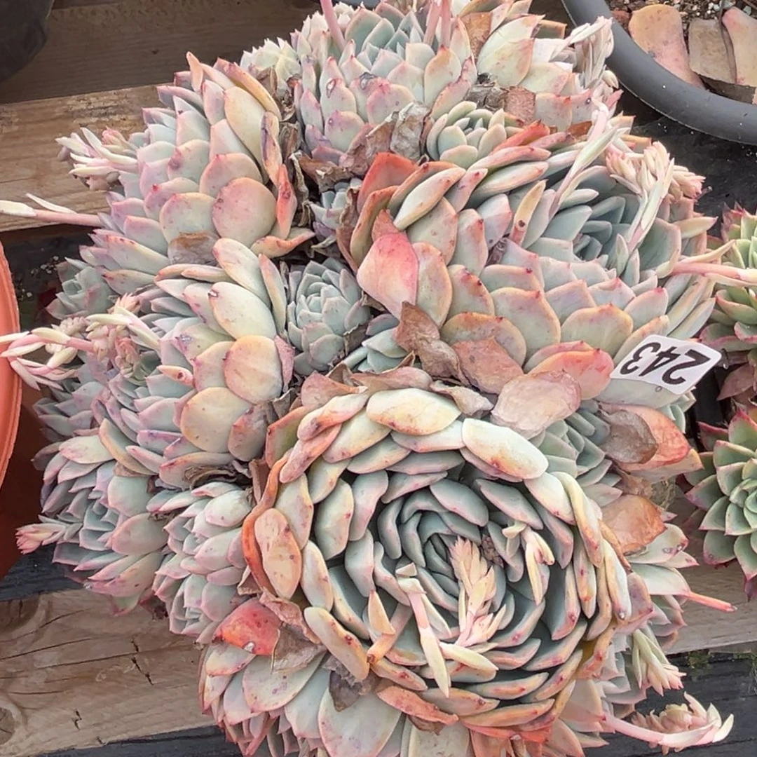 莎莎多肉植物243