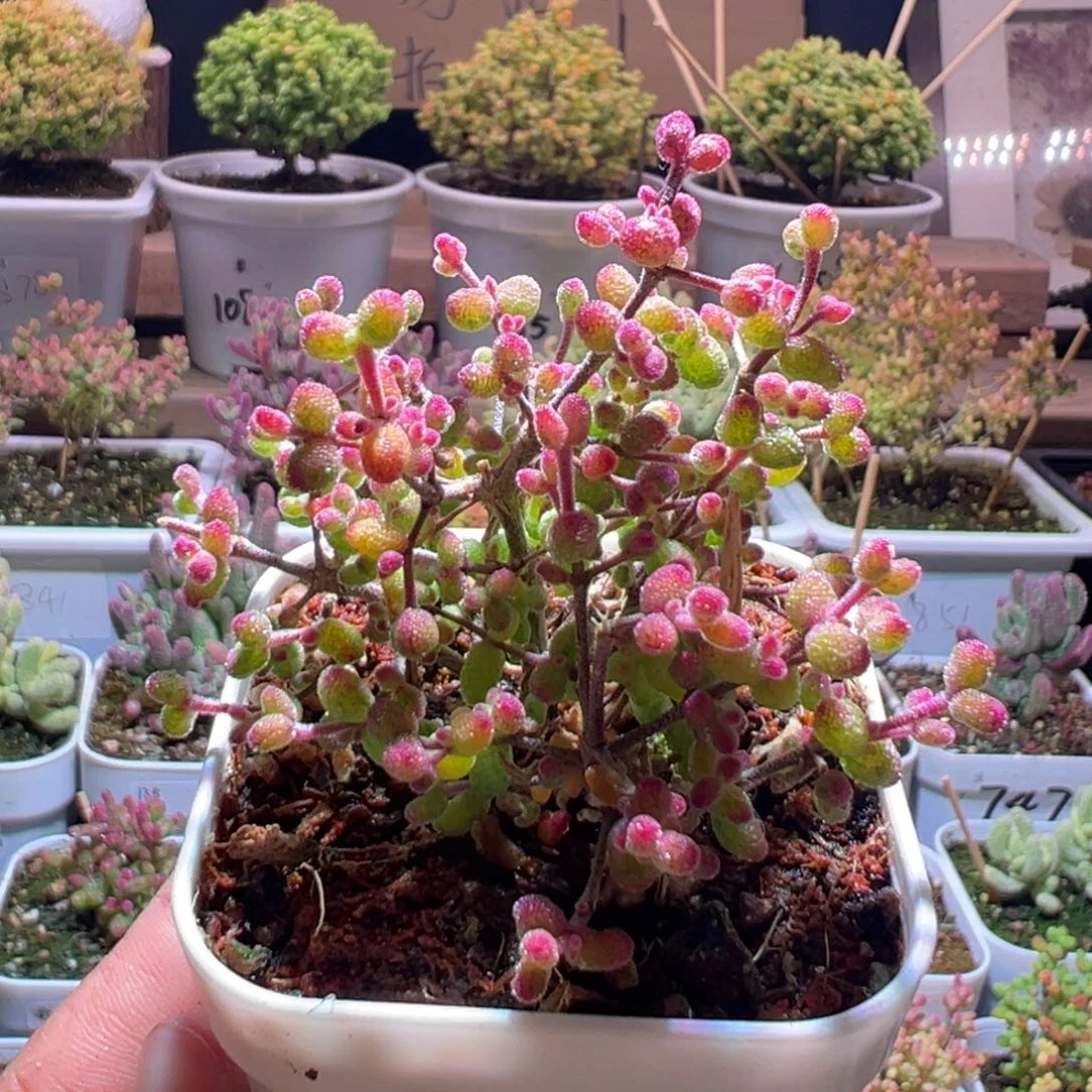 457花斑露一物一拍包开箱