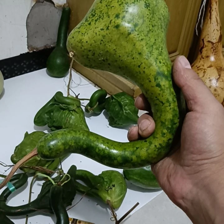 濒****木鹤首异形葫芦一个