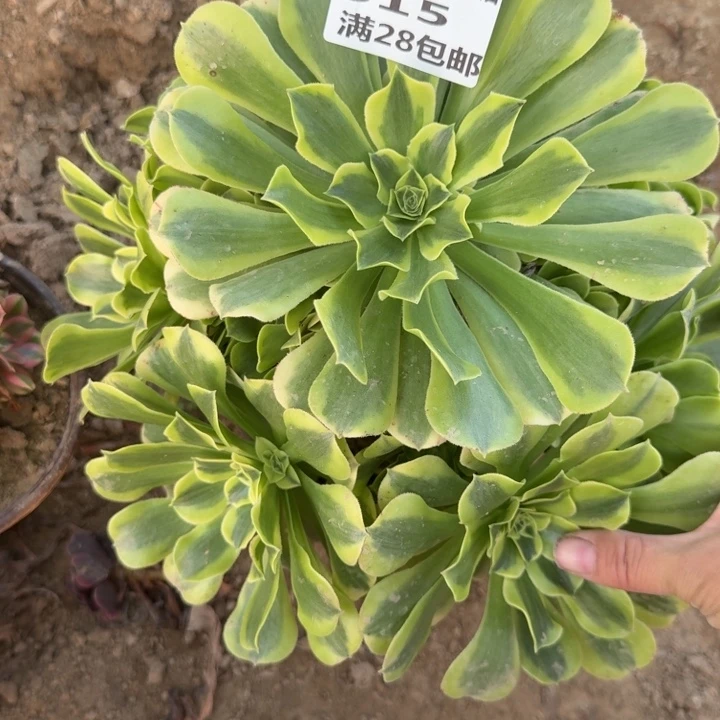 515二号棚绿豆沙C