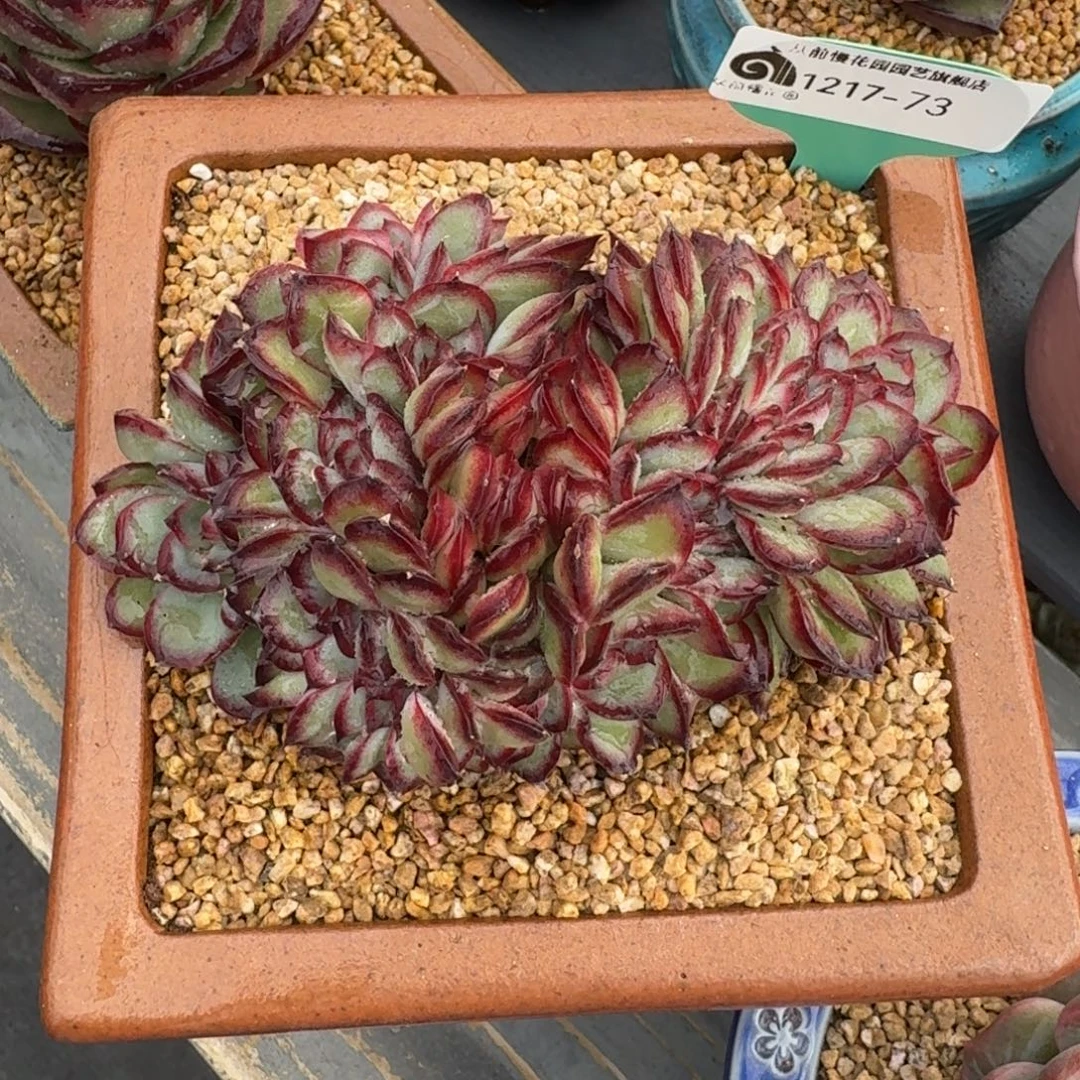 从前慢多肉精选编号1217.73