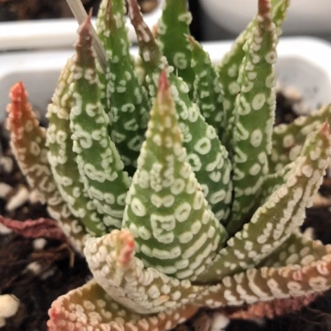 祥云泪珠硬叶硬叶