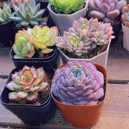 四盆11111111111111111