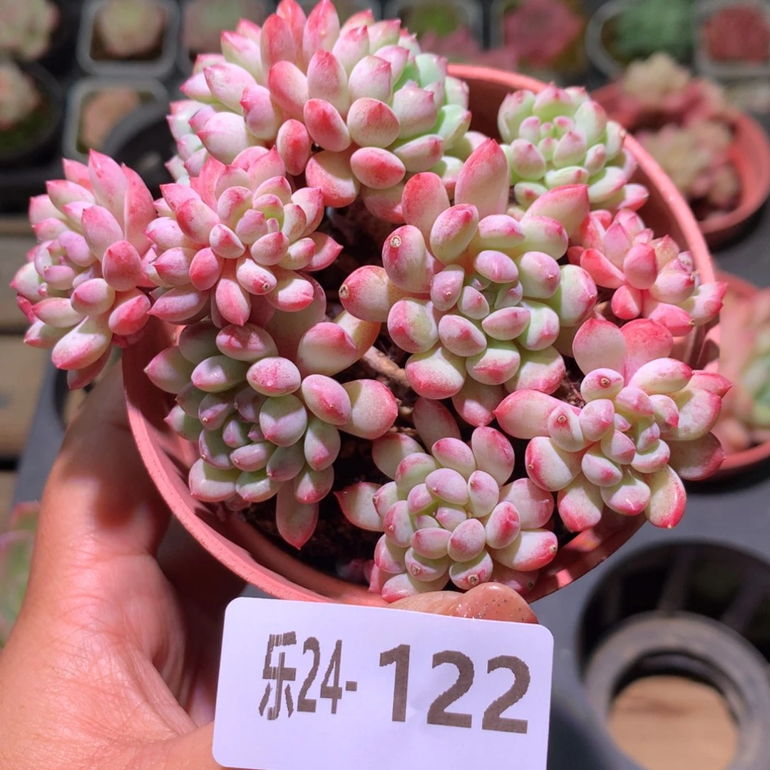 乐然24-122 珍珠豆群