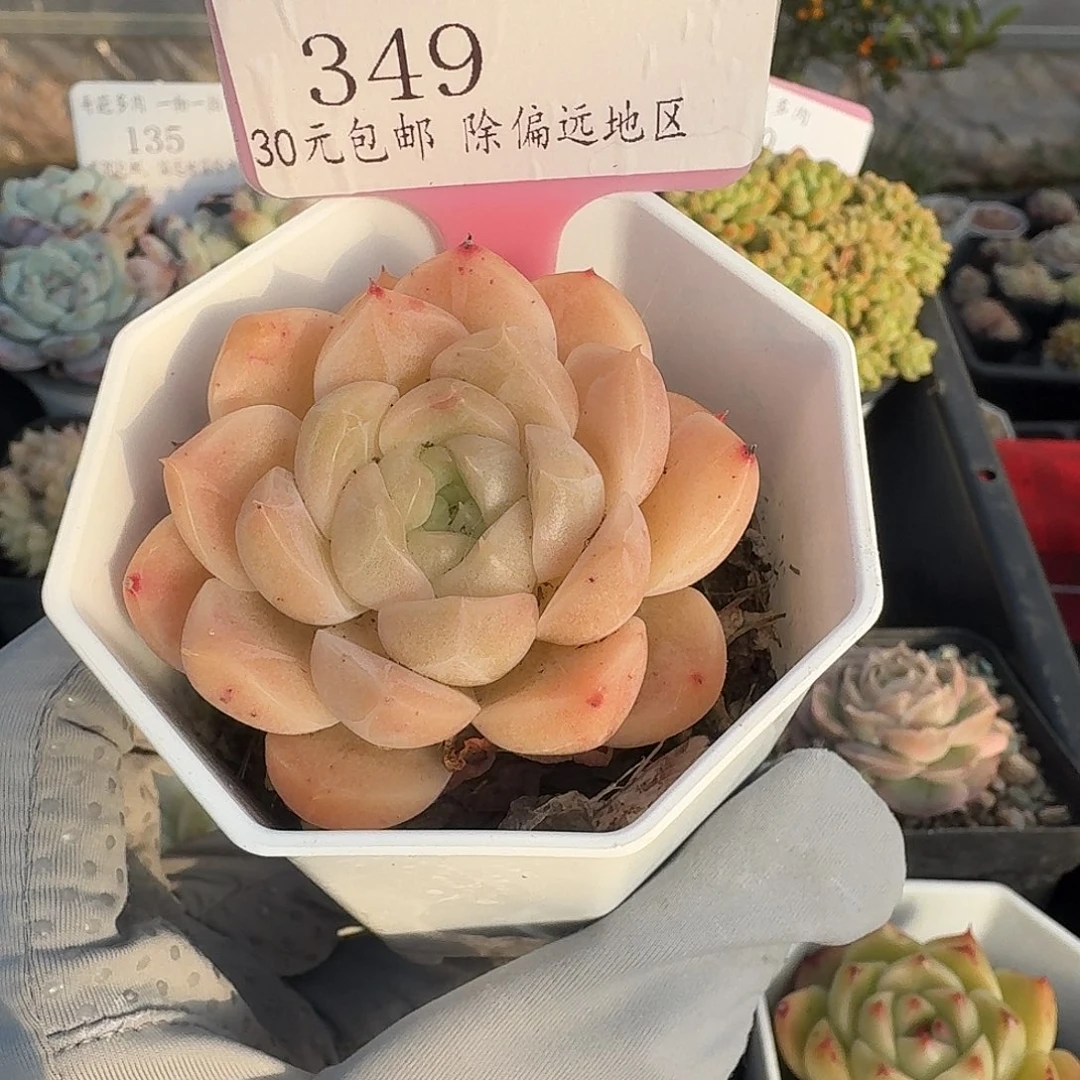 349 脱土 群生不包整 30元包邮非偏远