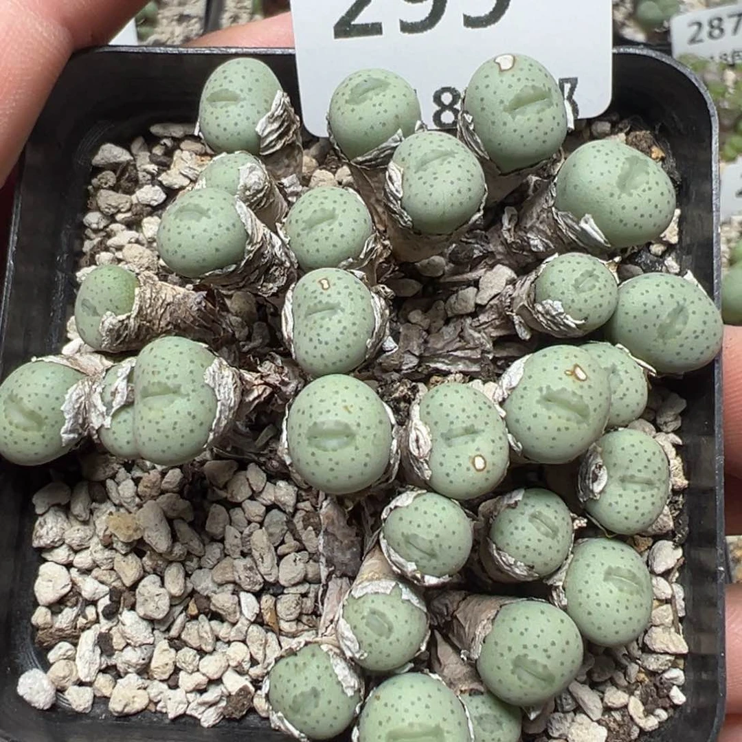 【闪购商品】299……