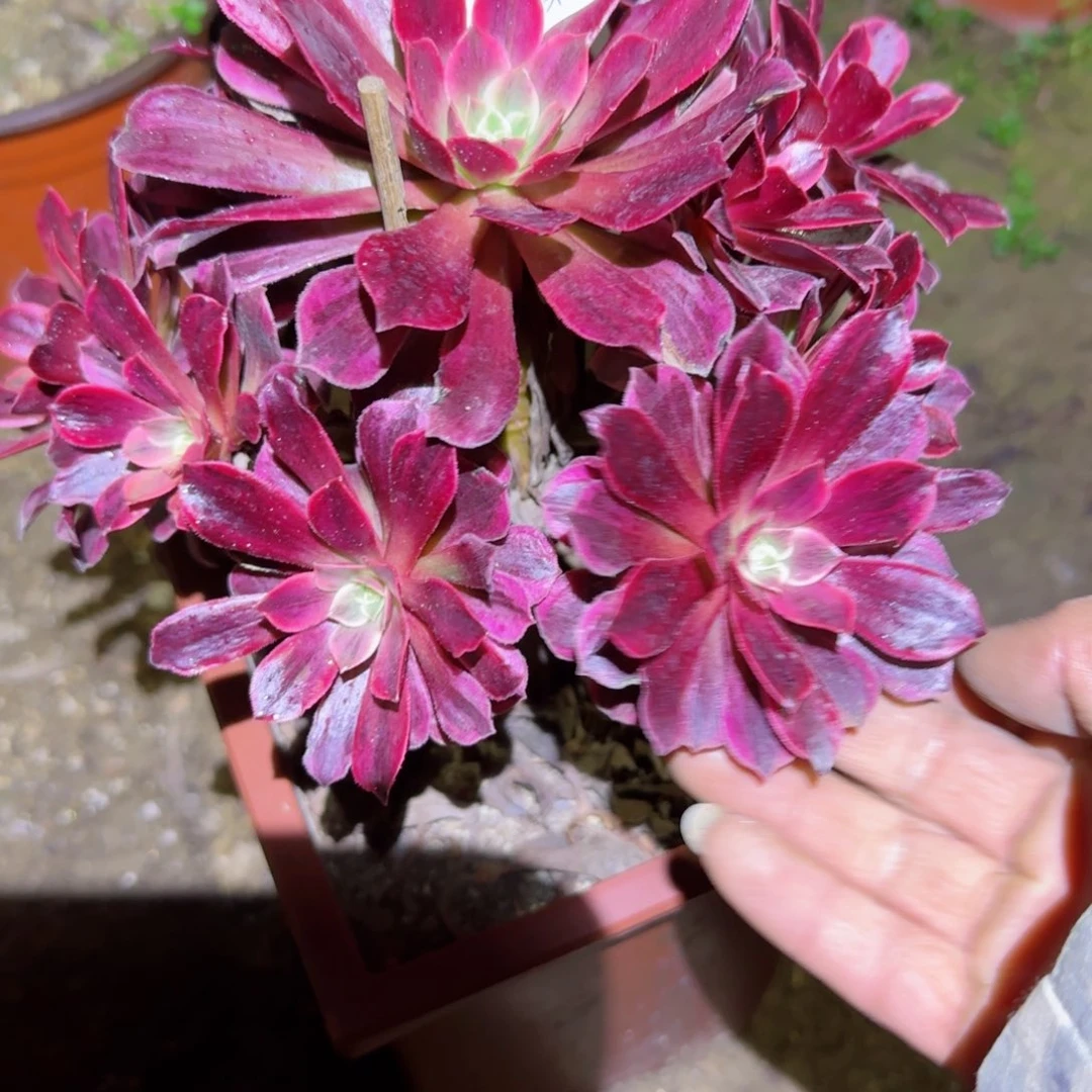 白婚纱法师多肉179