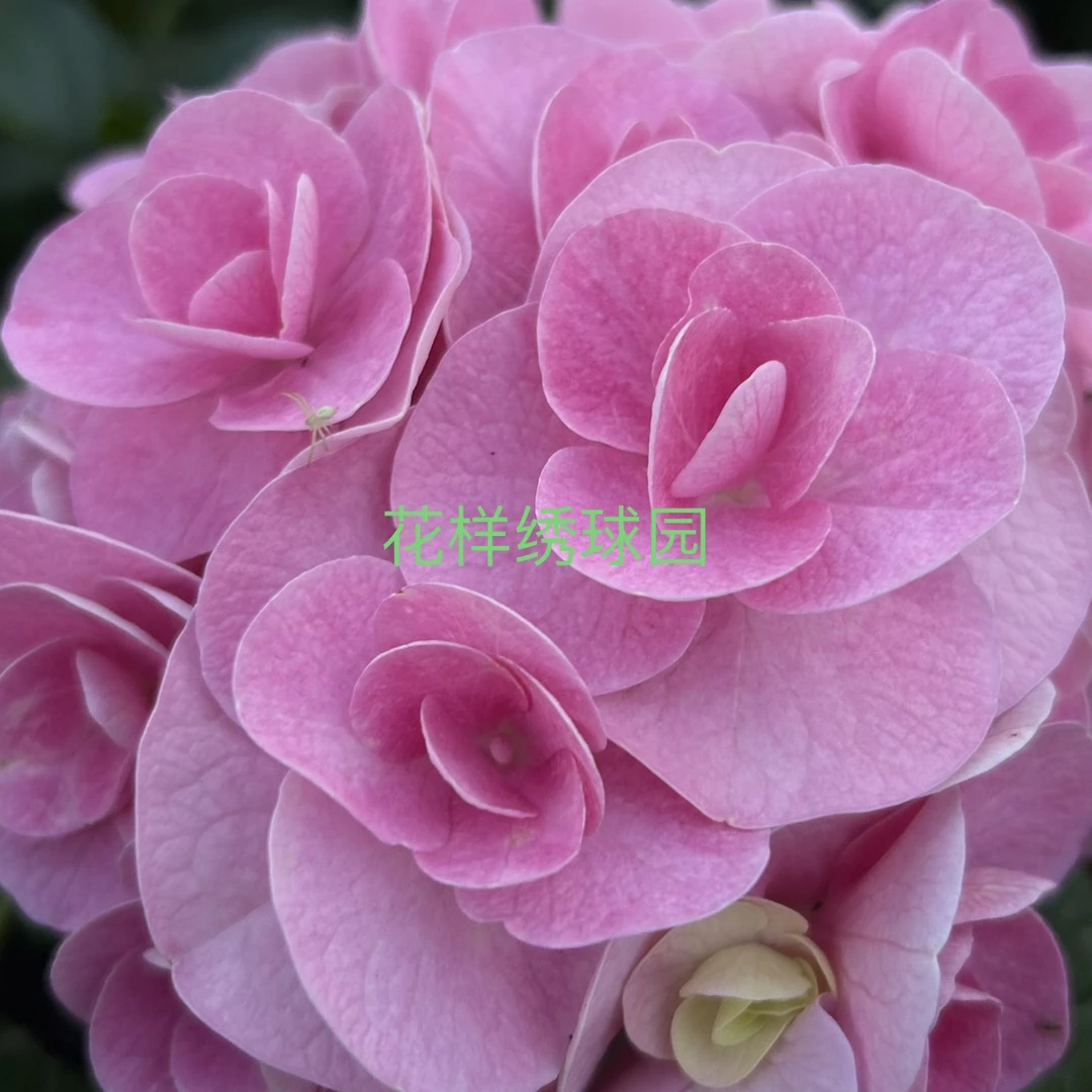 美安吉绣球（等）／大规格／专做品质价格偏高，无养护售后，玻璃心慎拍