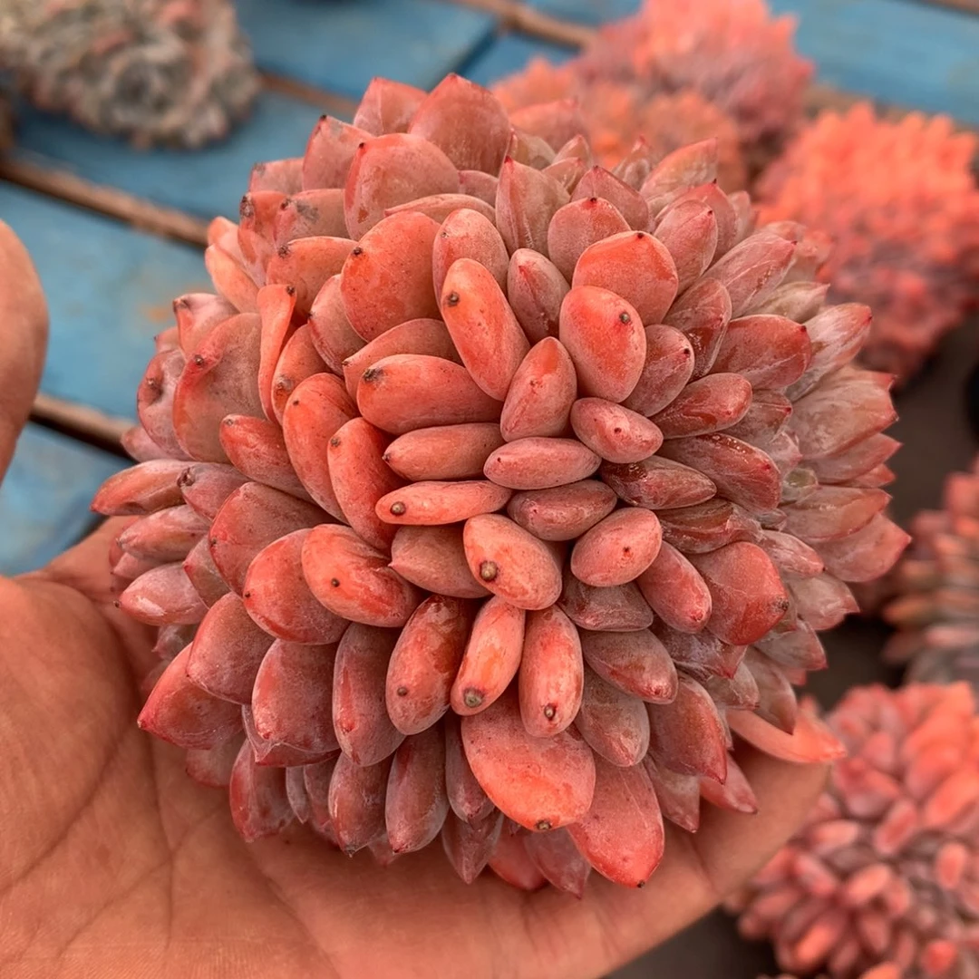 658崔崔多肉新疆西藏内蒙不包邮