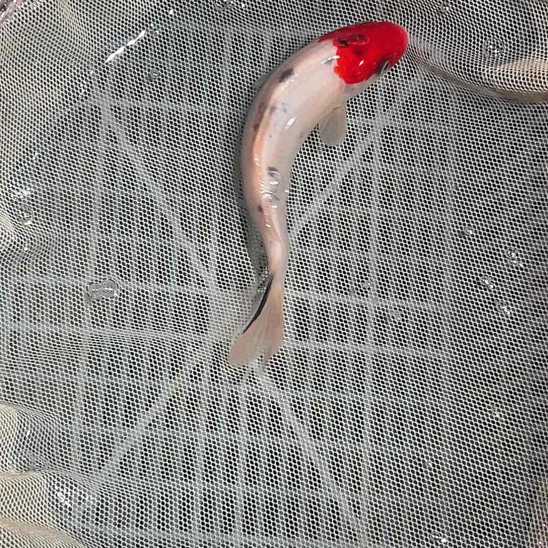 锦鲤锦鲤观赏鱼1111