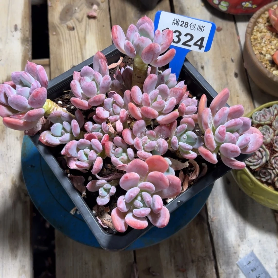 1324灰姑娘，冠服20