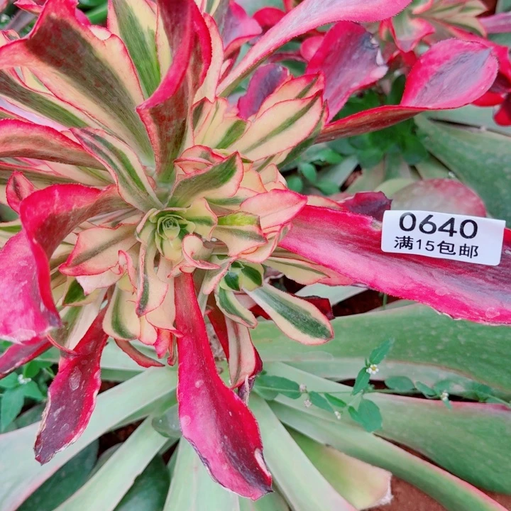 0640号魅影啊啊啊啊