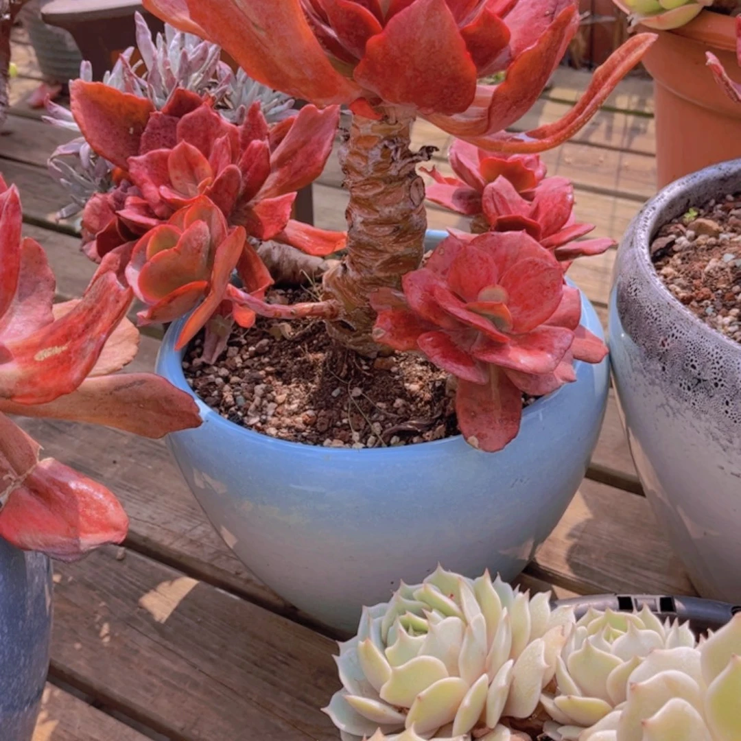 包*多肉植物888888888