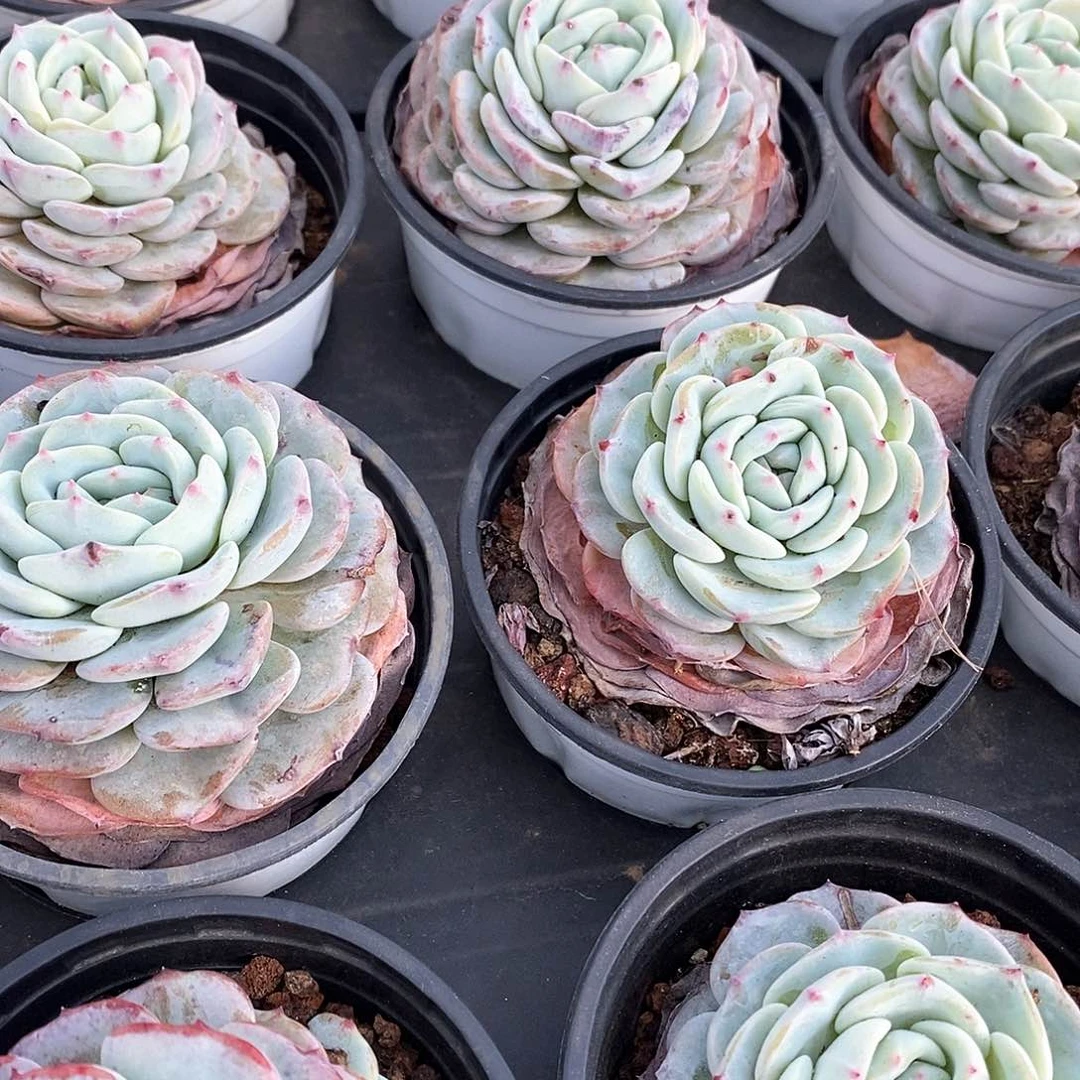 97。勃朗峰。小盆混发