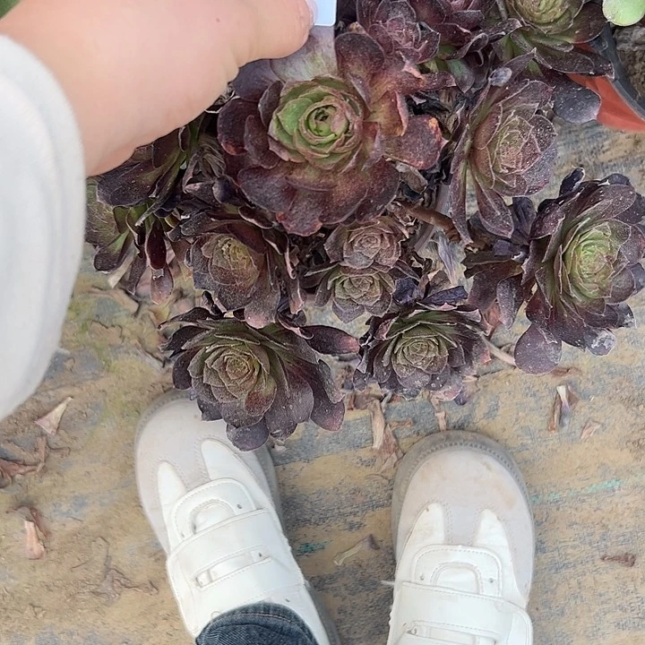 z**g多肉法师植物链接31