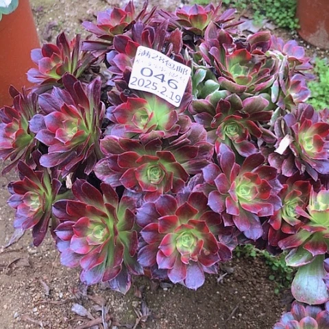 幸**乐2.20-46安哪多肉植物