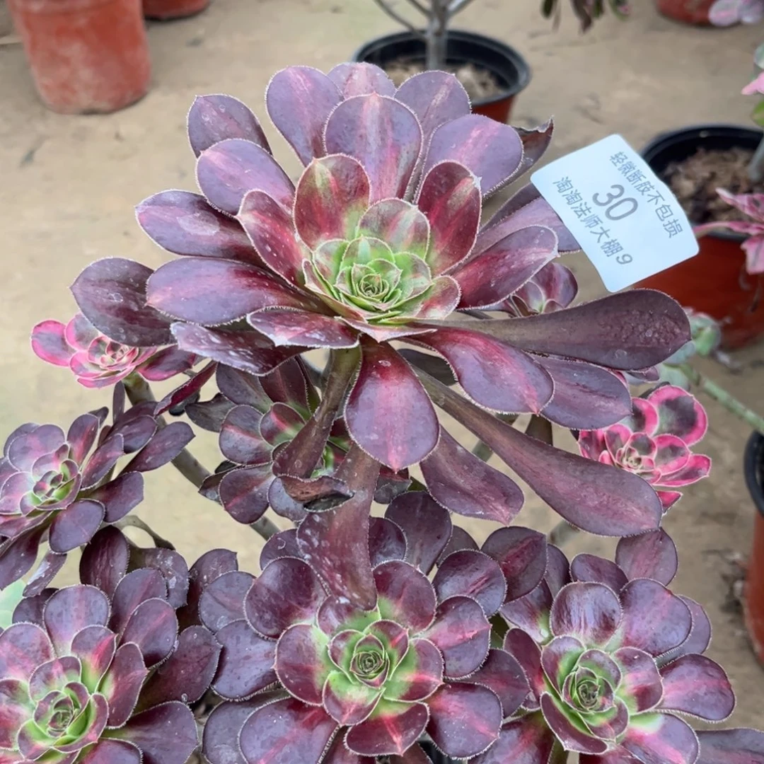30丽娜多肉植物法师