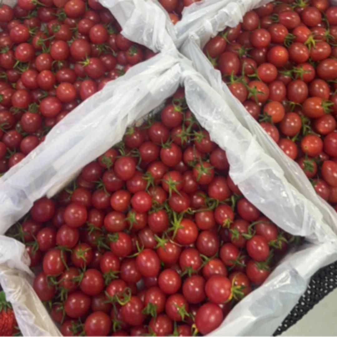 樱桃番茄小番茄两斤装番茄同城配番茄山东省