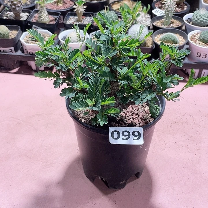 099大盆沙漠苏木