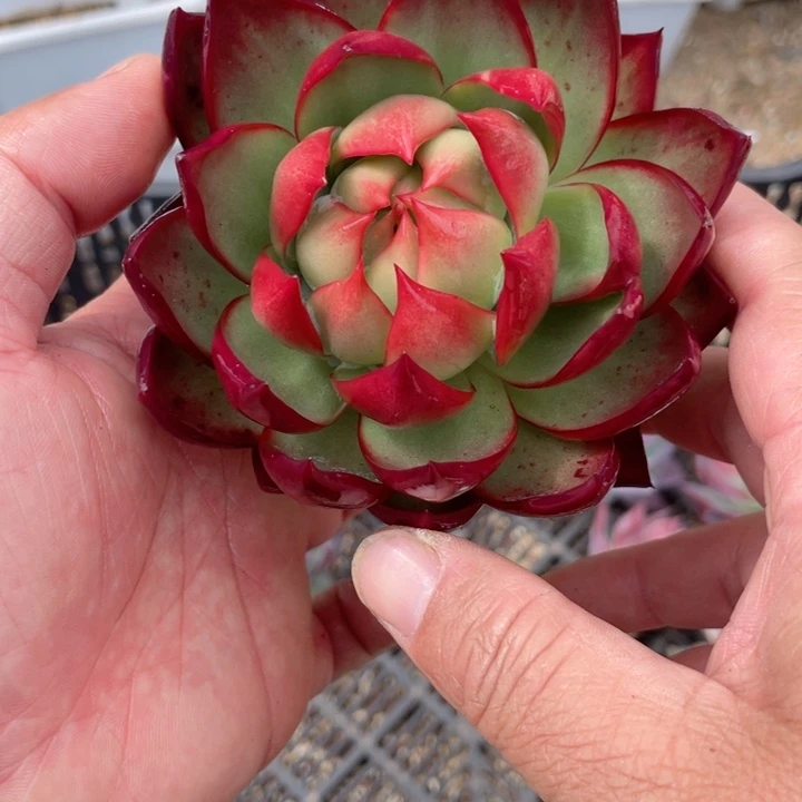 惊鸿仙子多肉植物1689