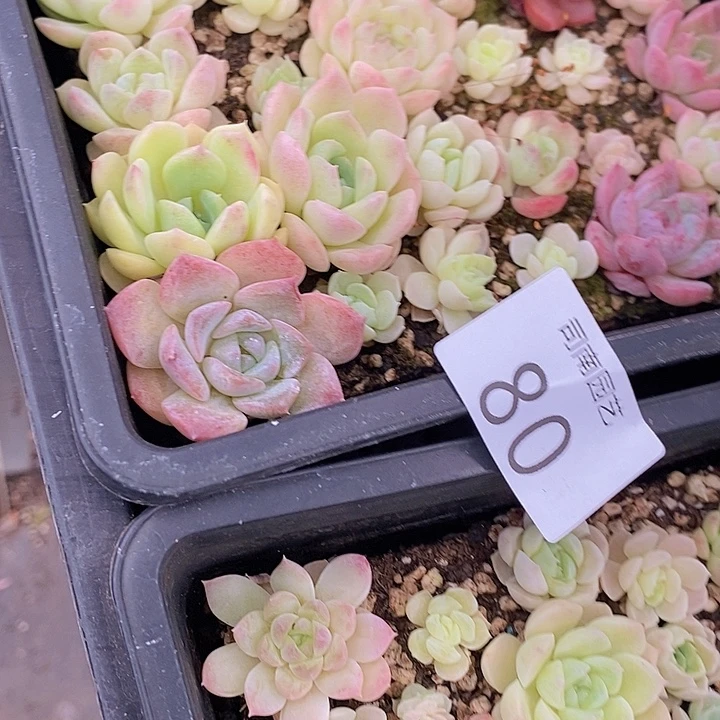 80 多肉植物盆栽花卉