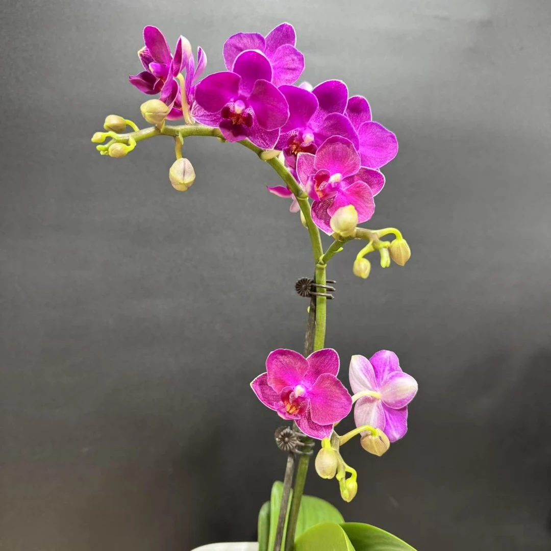 蝴蝶兰[红红火火]3.0寸带花带苞室内高端盆栽昆明基地直发