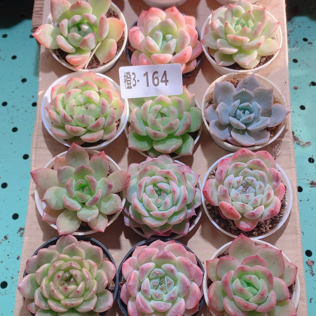 3-164一物一拍多肉带盆18颗