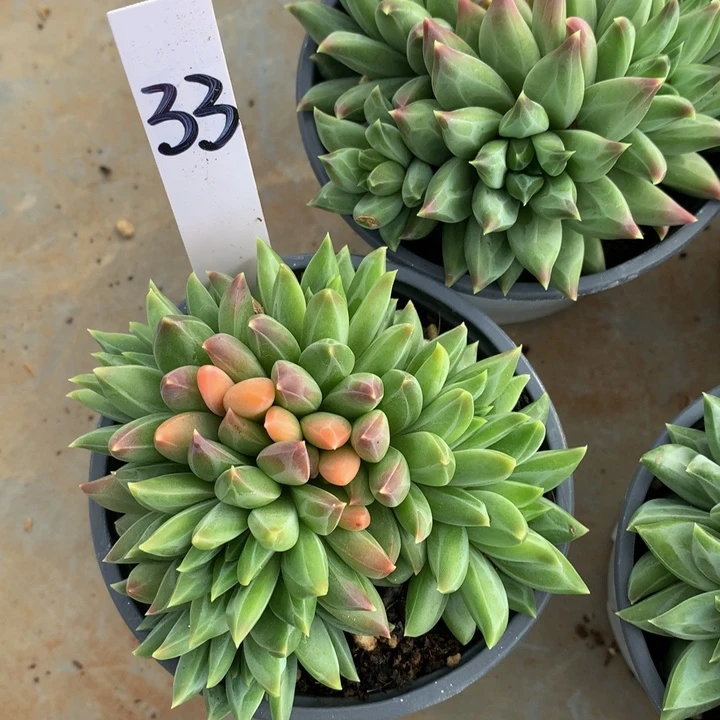 读题库植物73773737373