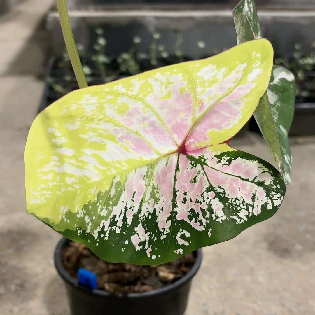 作**盘258-0121月亮宝石彩叶芋泰国发货