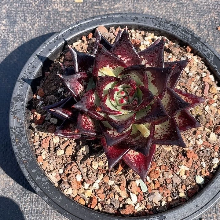 罗*蓝                1-23